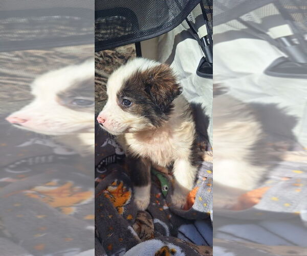 Medium Photo #3 Havashu Puppy For Sale in Aurora, IN, USA