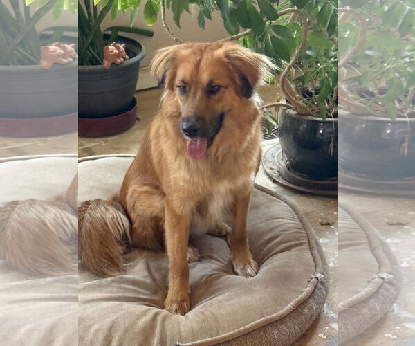 Medium Photo #4 Golden Retriever-Unknown Mix Puppy For Sale in Littleton, CO, USA