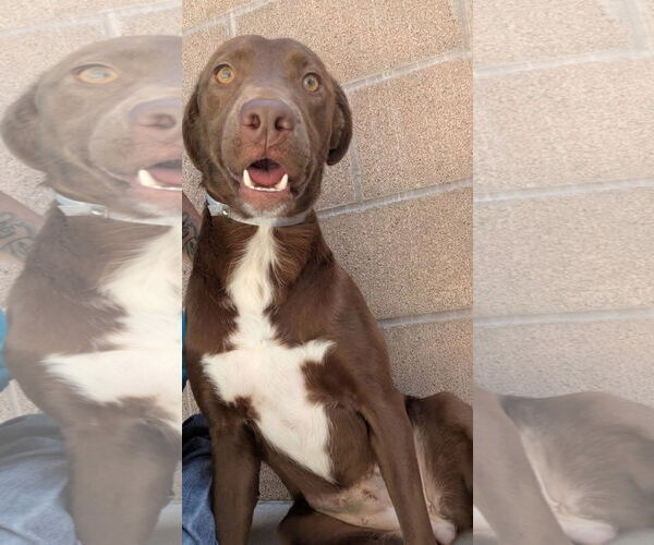 Medium Photo #2 Labrador Retriever Puppy For Sale in Salinas, CA, USA