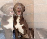 Small #1 Labrador Retriever