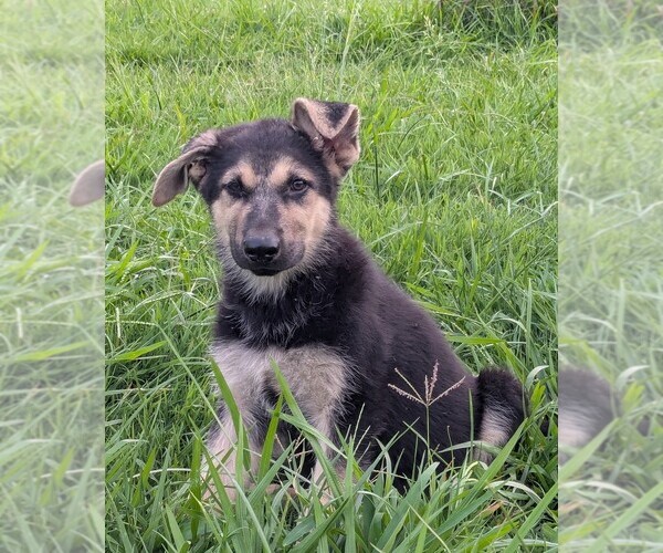 Medium Photo #1 German Shepherd Dog Puppy For Sale in WOODBURN, KY, USA