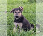 Image preview for Ad Listing. Nickname: Thor