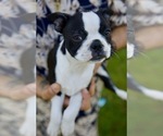 Puppy Jelly Bean Boston Terrier