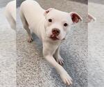 Small Photo #3 Mutt Puppy For Sale in Houston, TX, USA