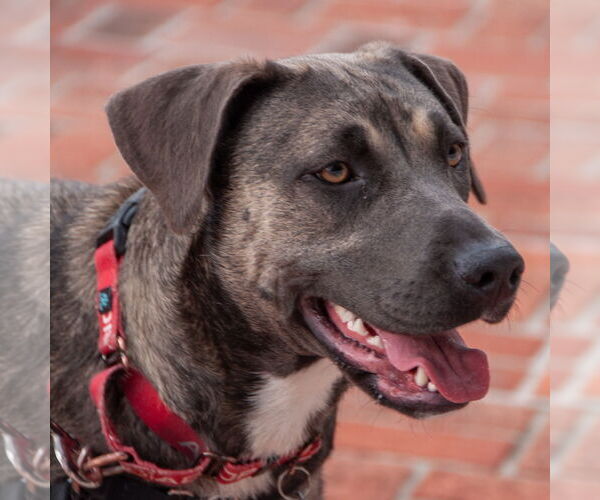 Medium Photo #4 Bulldog-German Shepherd Dog Mix Puppy For Sale in San Jose, CA, USA