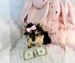 Small #2 Morkie