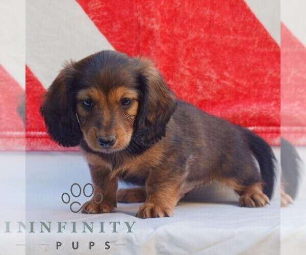 Medium Photo #2 Dachshund Puppy For Sale in HONEY BROOK, PA, USA