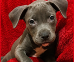 Puppy Puppy 3 American Pit Bull Terrier