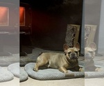 Small Photo #1 French Bulldog Puppy For Sale in BLANCA, CO, USA