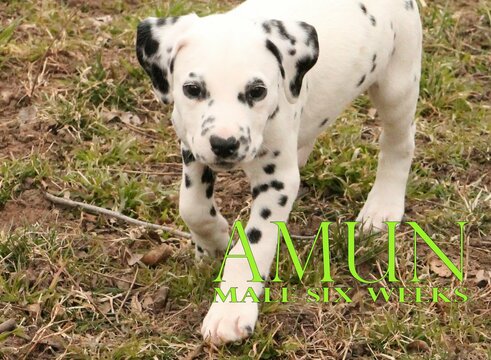 Medium Photo #11 Dalmatian Puppy For Sale in ENID, OK, USA