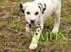 Small Photo #11 Dalmatian Puppy For Sale in ENID, OK, USA