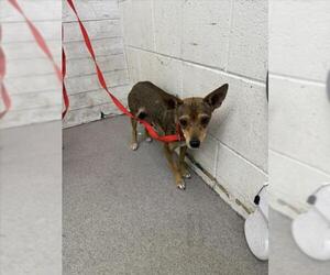 Chihuahua Dogs for adoption in San Bernardino, CA, USA