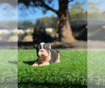 Small #2 French Bulldog