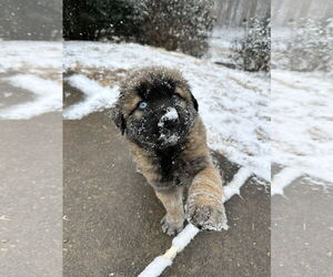 Labrador Retriever-Unknown Mix Dogs for adoption in Ball Ground, GA, USA