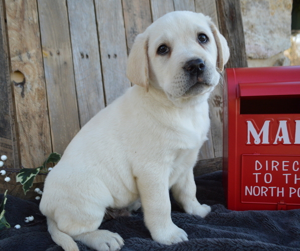 Medium Photo #6 Labrador Retriever Puppy For Sale in HONEY BROOK, PA, USA
