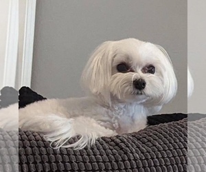 Father of the Maltese puppies born on 04/28/2026