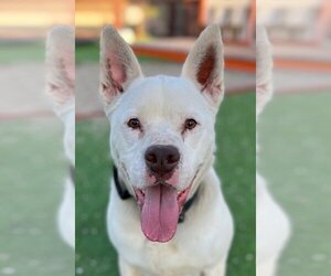 American Bulldog-Siberian Husky Mix Dogs for adoption in Lake Forest, CA, USA