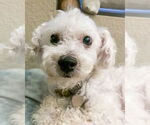 Small #1 Poodle (Miniature) Mix