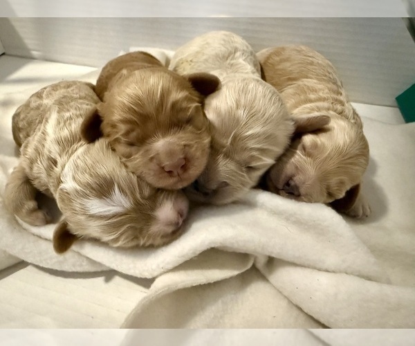 Medium Photo #19 Cock-A-Poo Puppy For Sale in KENNER, LA, USA