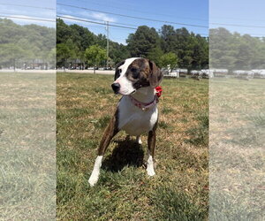 Plott Hound-Unknown Mix Dogs for adoption in Raleigh, NC, USA