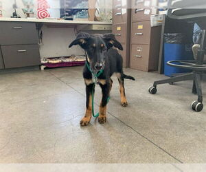 German Shepherd Dog Dogs for adoption in Berkeley , CA, USA