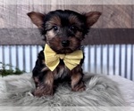 Small #3 Yorkshire Terrier