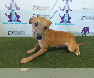 Mutt Dogs for adoption in Orlando, FL, USA