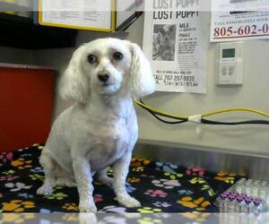 Lhasa Apso-Unknown Mix Dogs for adoption in Sacramento, CA, USA