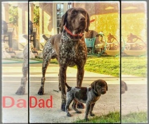 Father of the German Shorthaired Pointer puppies born on 05/05/2019