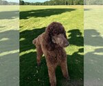 Small Photo #5 Poodle (Standard) Puppy For Sale in Pacolet, SC, USA