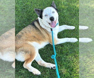 Akita-Unknown Mix Dogs for adoption in Sacramento, CA, USA