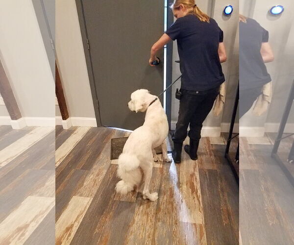 Medium Photo #36 Great Pyrenees-Unknown Mix Puppy For Sale in Houston, TX, USA
