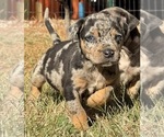 Small Photo #37 Catahoula Leopard Dog Puppy For Sale in BUSHNELL, IL, USA