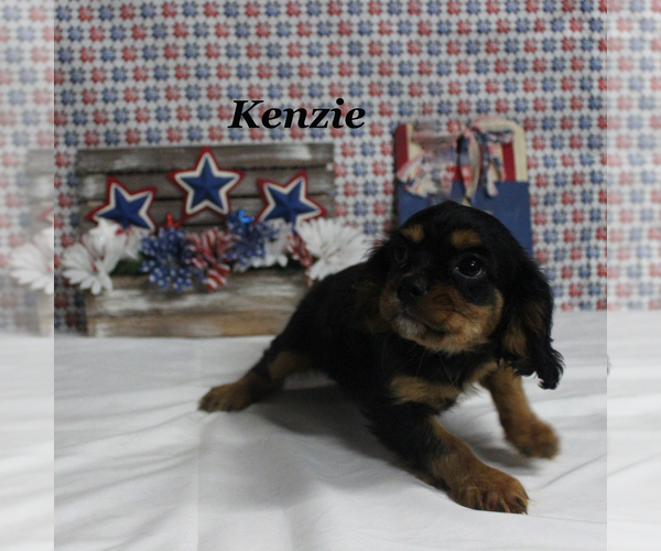Medium Photo #20 Cavalier King Charles Spaniel Puppy For Sale in CHANUTE, KS, USA