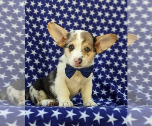 Pembroke Welsh Corgi Puppy for sale in QUARRYVILLE, PA, USA