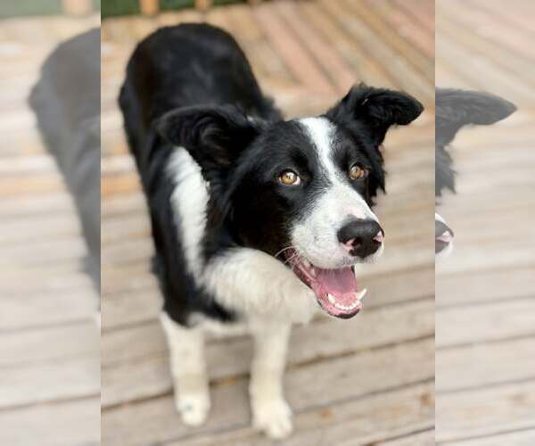 Medium Photo #2 Border Collie Puppy For Sale in Paso Robles, CA, USA