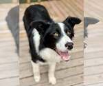 Small #1 Border Collie