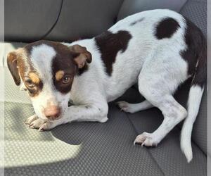 Chihuahua-Unknown Mix Dogs for adoption in San Antonio, TX, USA