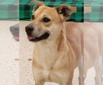 Small #4 Rat Terrier Mix