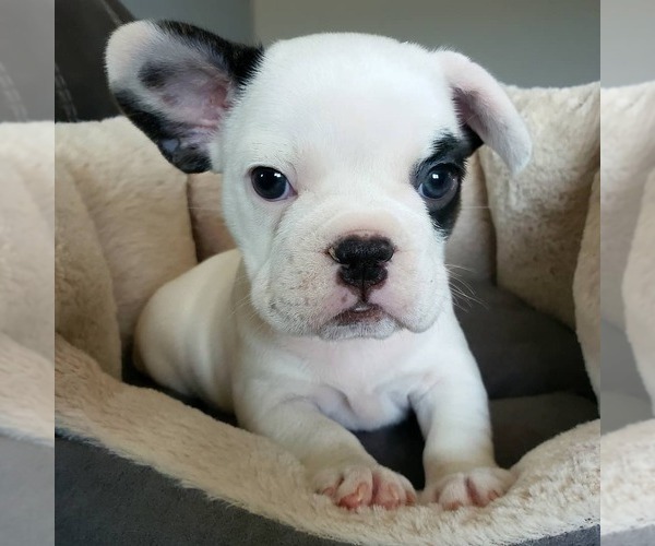 Medium Photo #13 French Bulldog Puppy For Sale in PASCO, WA, USA