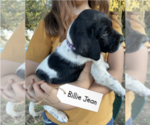 Small Photo #36 Pointer Puppy For Sale in SACRAMENTO, CA, USA