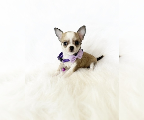 Medium Photo #1 Chihuahua Puppy For Sale in SACRAMENTO, CA, USA