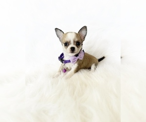 Chihuahua Puppy for sale in SACRAMENTO, CA, USA