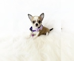 Small Chihuahua