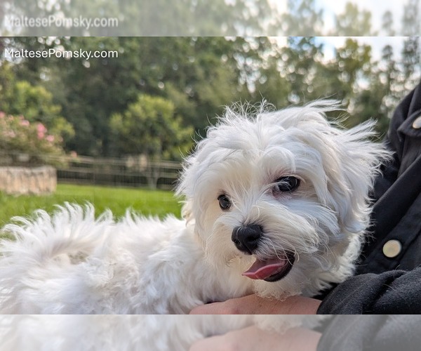 Medium Photo #7 Maltese Puppy For Sale in OCALA, FL, USA