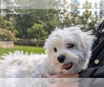 Small #6 Maltese