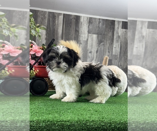 Medium Photo #1 Shih Tzu Puppy For Sale in CANOGA, NY, USA