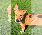Small #2 German Shepherd Dog-Greyhound Mix