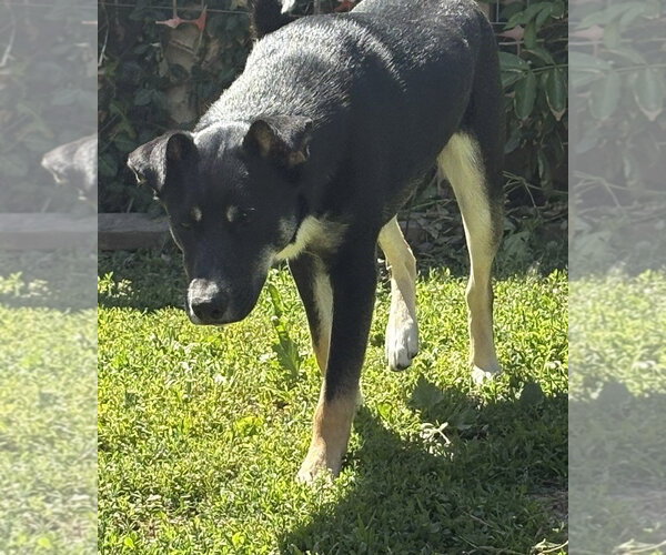 Medium Photo #12 Mutt Puppy For Sale in Fenton, MO, USA