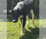 Small #11 Mutt